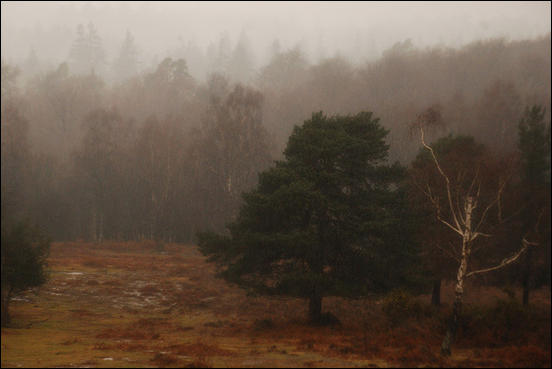 New Forest, Old Rain by Ravages