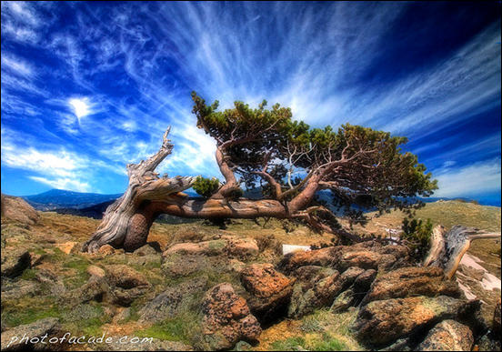Bristlecone Pine Tree by Wil Granger