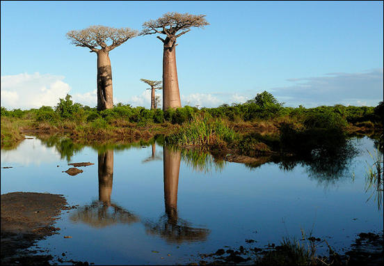Baobab tree by Rita Willaert