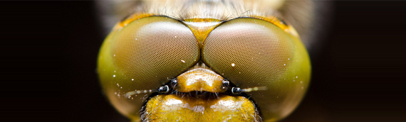 insect eye macro photography