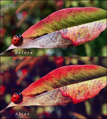 Photoshop-action--nature-colors