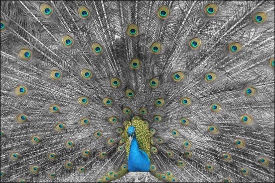 peacock-closeup