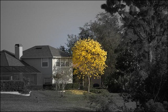selective-color-photography