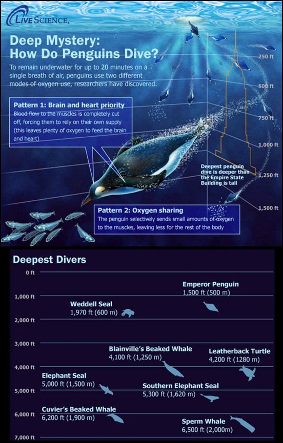 the-ocean's-deepest-divers[7]