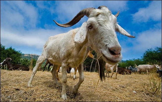 wide-angle-goat