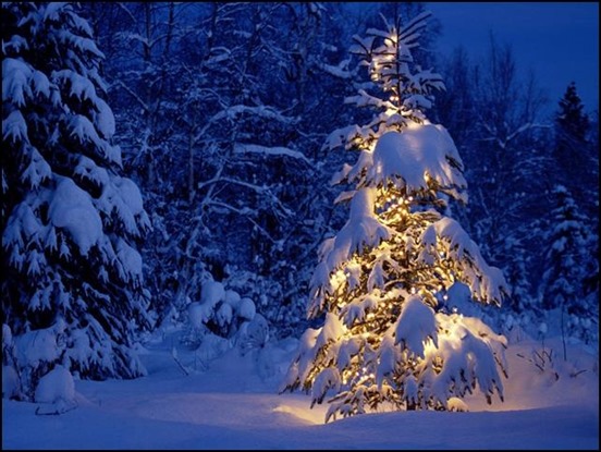 snow-covered-christmas-tree[3]