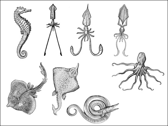 sea-creatures-