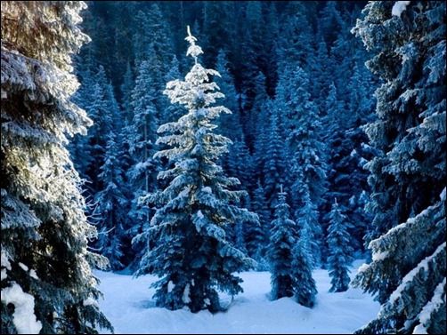 winter forest wallpaper