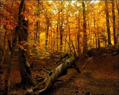 Autumn-Forest-forest-background