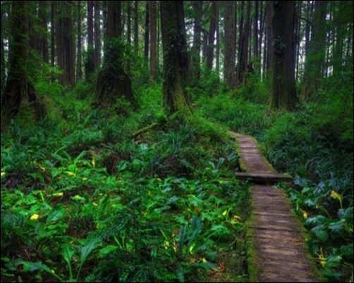 Beautiful-Forest-Path-dark-forest-wallpaper