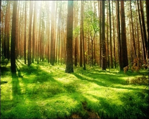 Beautiful-Forest-Scenery-forest-wallpaper