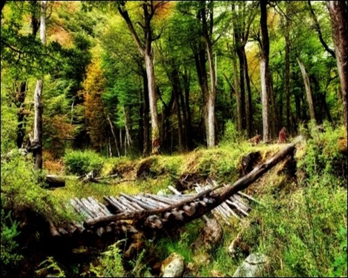 Forest-Wooden-Bridge-forest-wallpaper