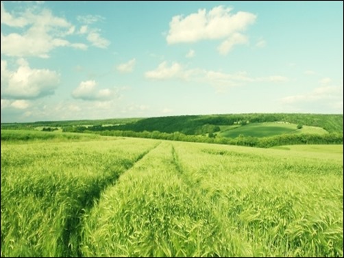 Summer-Green-Wheat-Field-summer-wallpaper