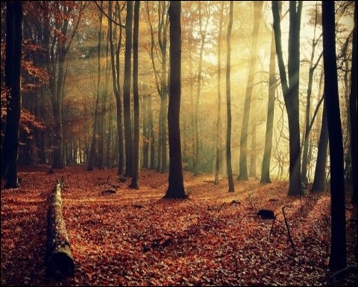 Sunlight-Through-Forest-forest-background-pictures