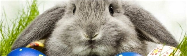Easter-Rabbit-in-Grass