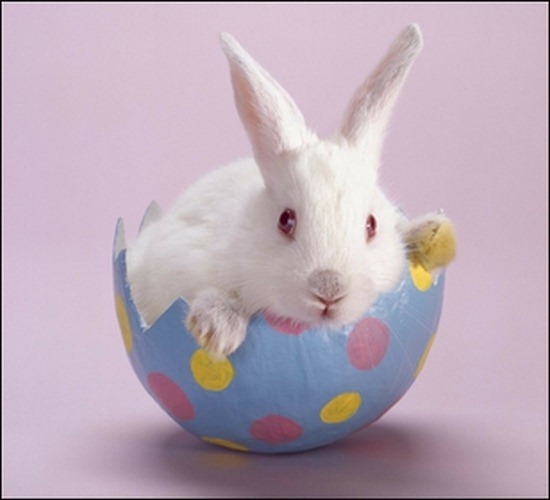 bunnies-eggs
