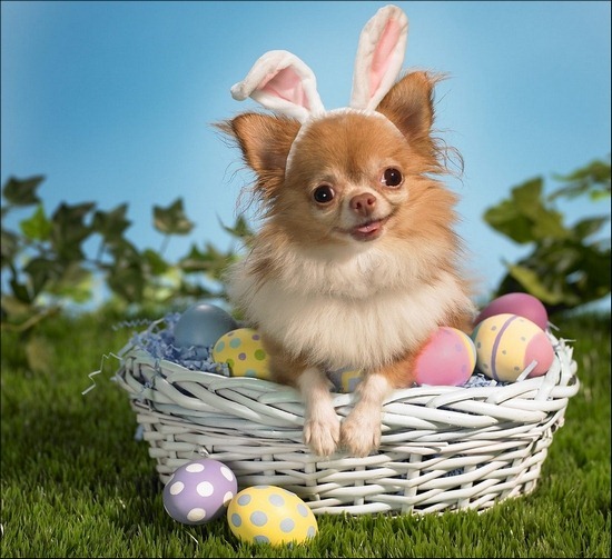 bunny-wishes-you-a-happy-easter