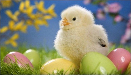 cute-easter-chick-with-eggs