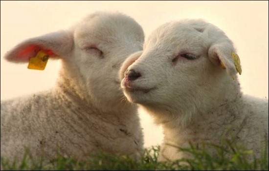 cute-lamb