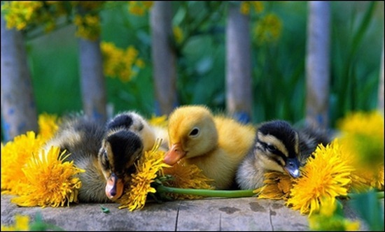 nature-ducks