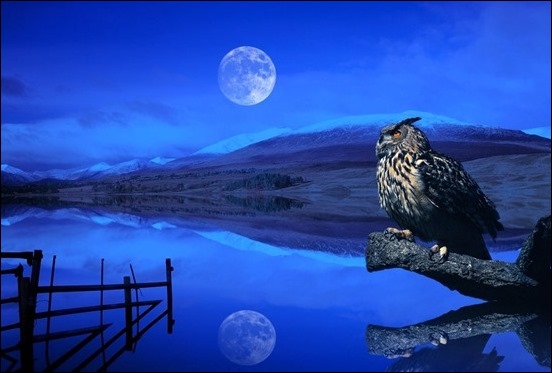 new-moon-eagle-owl