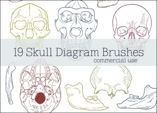 skull-diagram-brushes