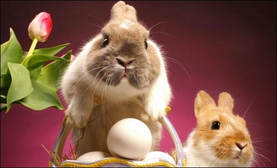 two-cute-bunnies