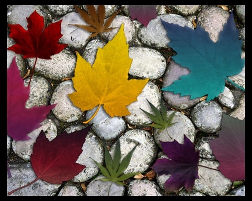 autumn-brushes-maple-leaf