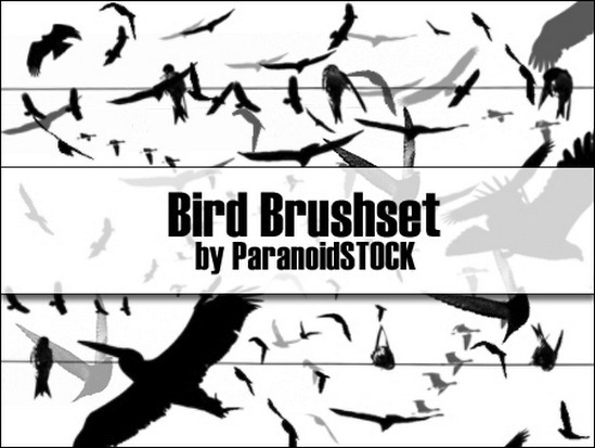 bird-brushes