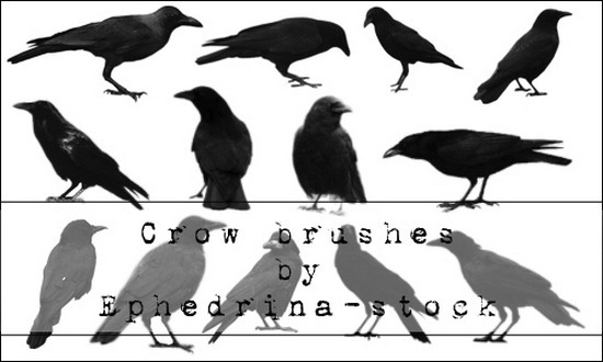 crow-brushes[3]