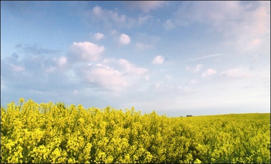 herefordshire-rapeseed-field