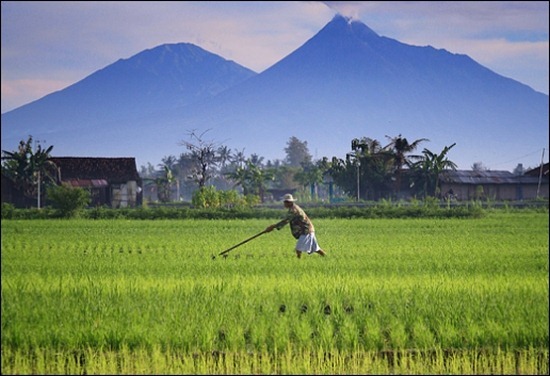 indonesian-landscape