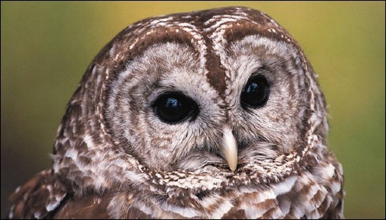 owl-brushes