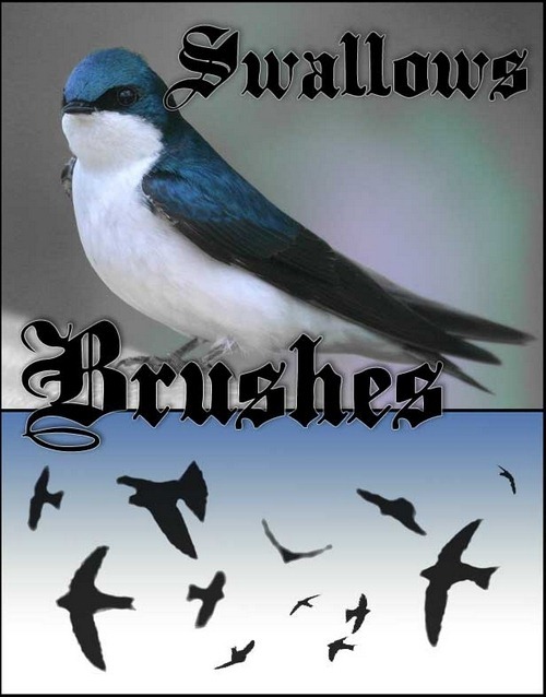 swallow-brushes