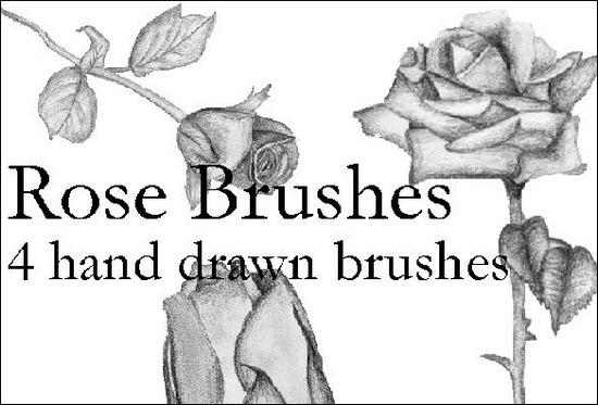 hand-drawn-roses-brushes